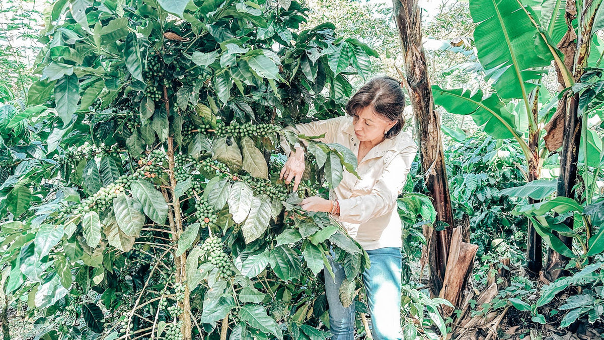 Nicaragua Martha Alvir Red Catuai – Anaerobic Natural