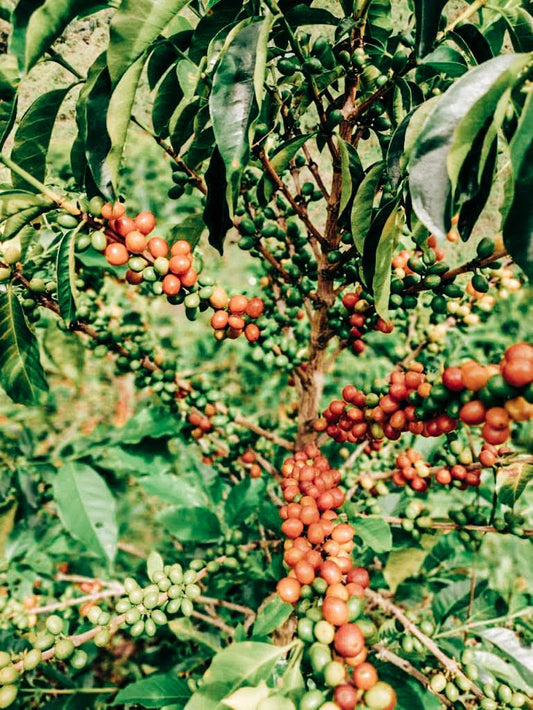 Kolumbien Las Flores Pink Bourbon – Entkoffeiniert