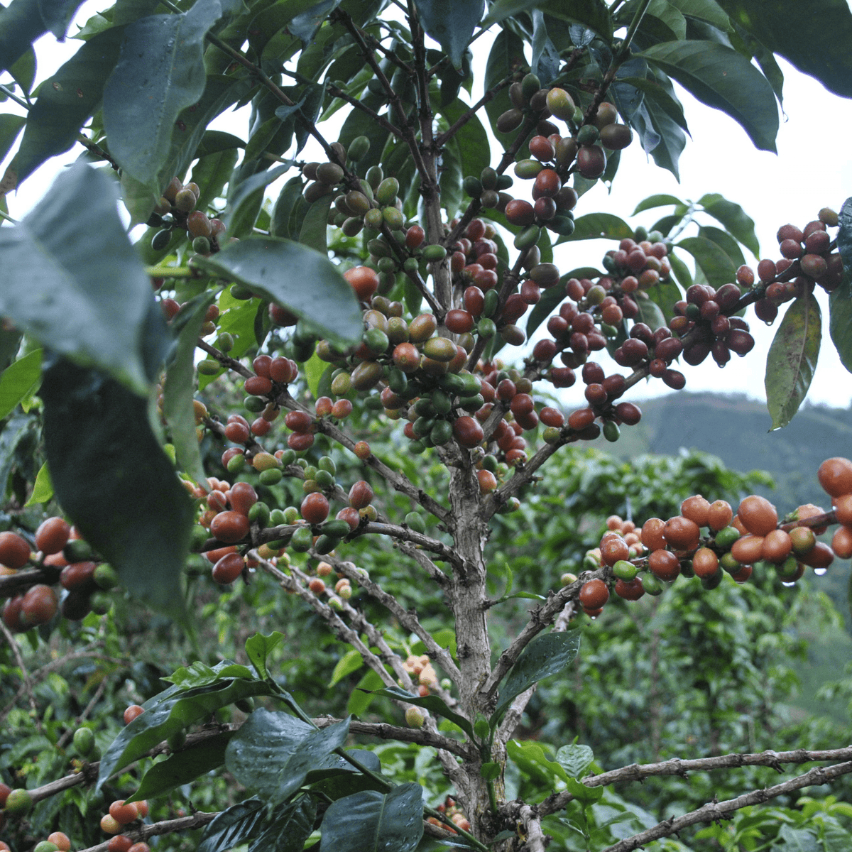 Kolumbien Berry Eclipse – Pink Bourbon Washed