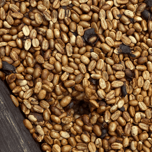 Costa Rica Nectar Bloom – Honey