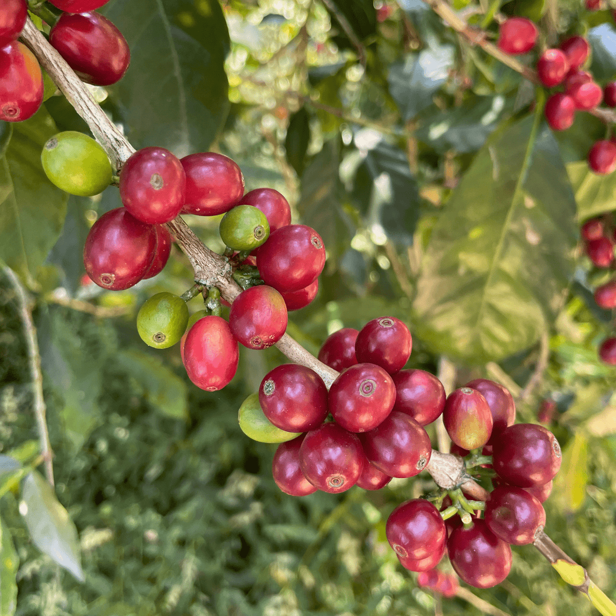 Guatemala El Naranjo Bourbon – White Honey
