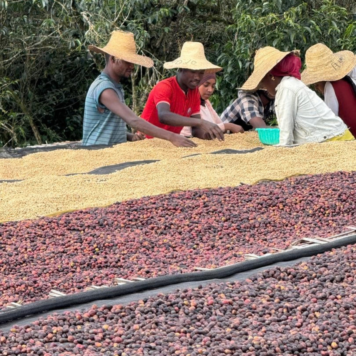 Ethiopia Hibiscus Breeze – Limu Washed | November Pre-Order