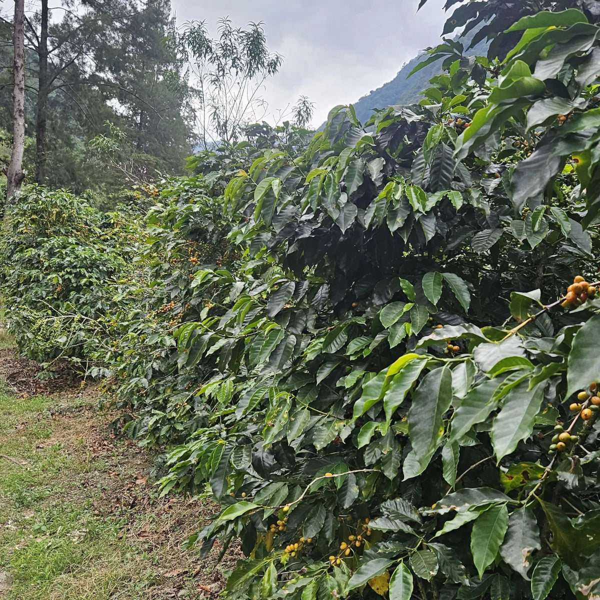 Guatemala El Injerto II Bourbon – Washed