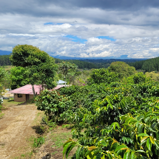 Kolumbien Santa Bárbara Castillo – Honey