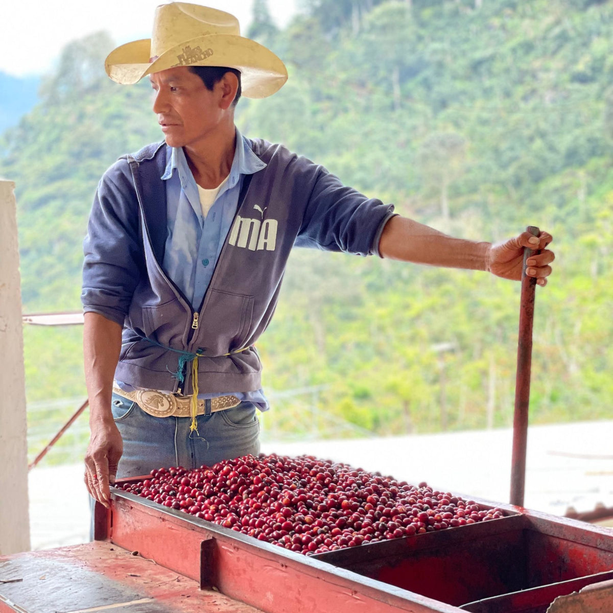 Guatemala Tropical Summit – Pacamara Washed | November Pre-Order