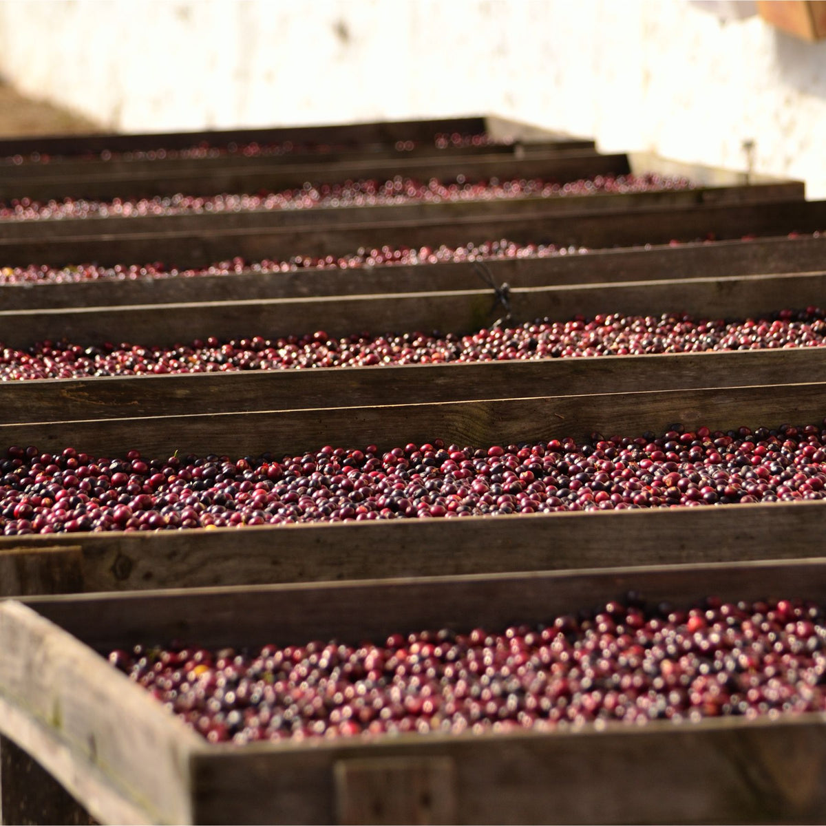Guatemala Tropical Summit – Pacamara Washed | November Pre-Order