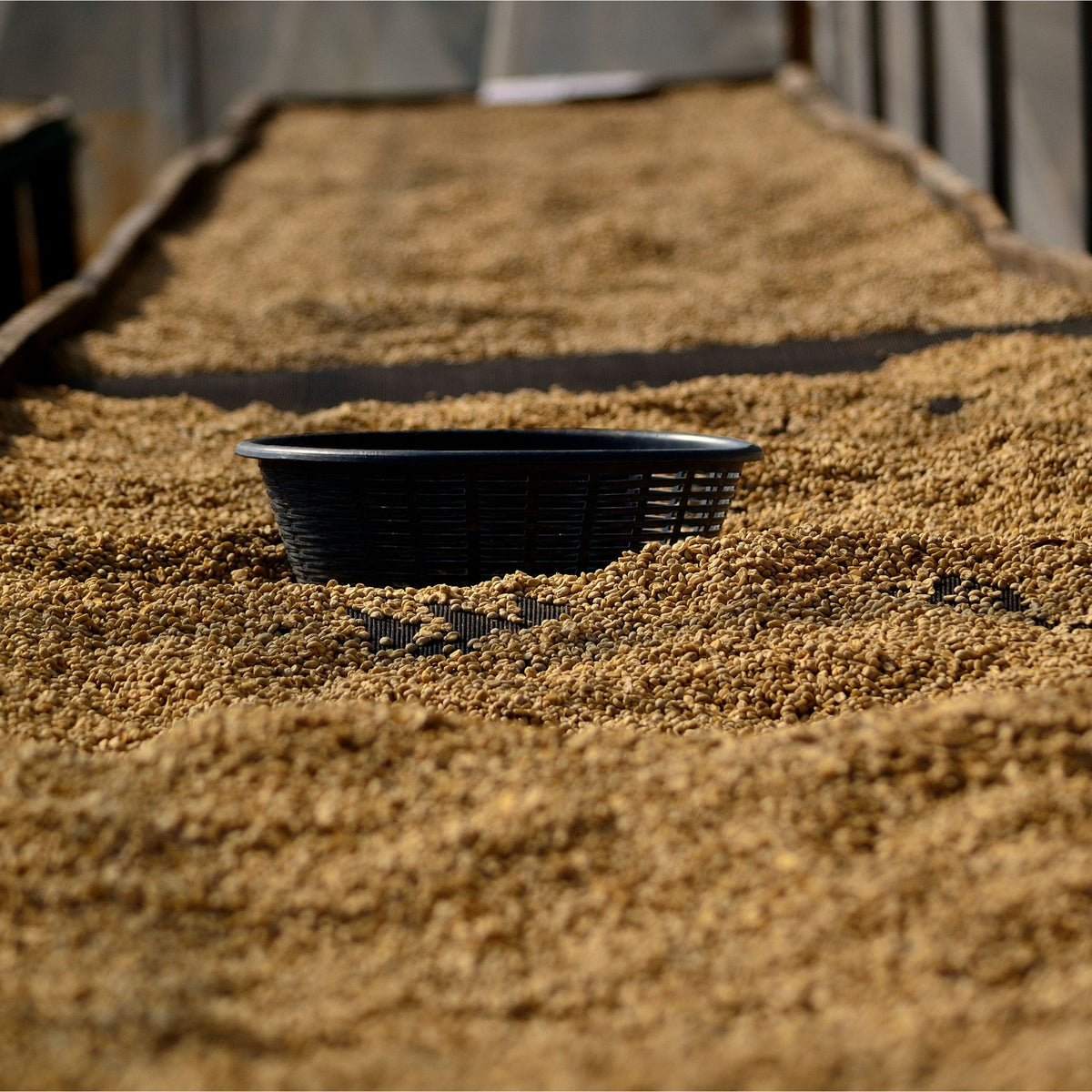 Guatemala Tropical Summit – Pacamara Washed | November Pre-Order