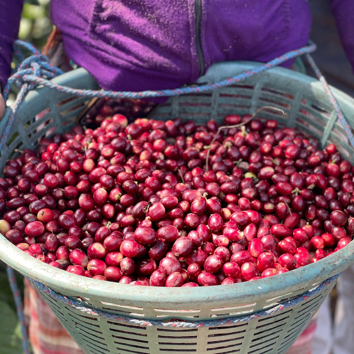 Guatemala Geisha Cloud Blossom – Washed