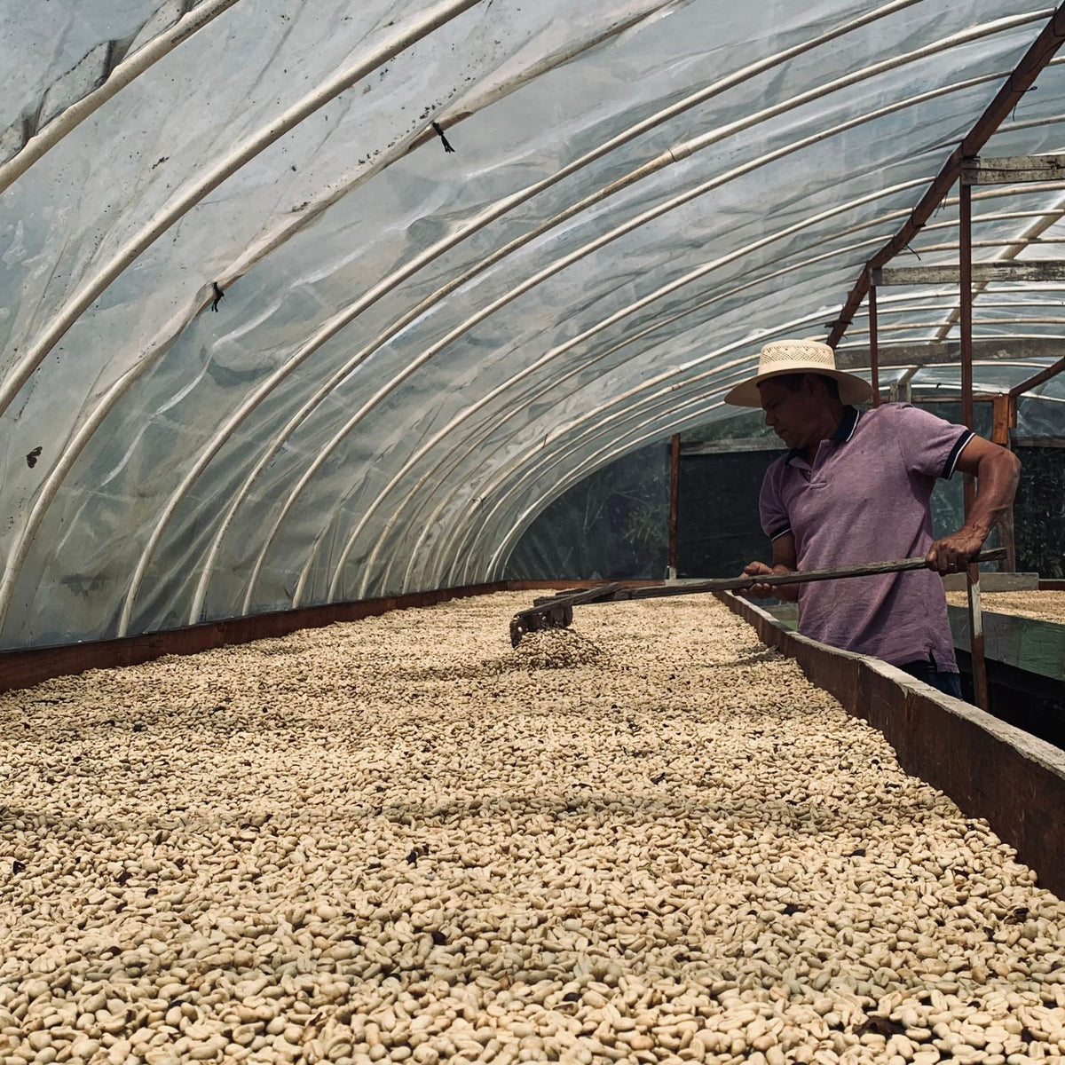 Honduras Wild Bramble – Parainema Washed | Vorbestellung November