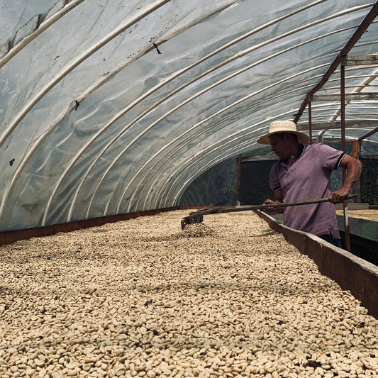 Honduras Wild Bramble – Parainema Washed | November Pre-Order