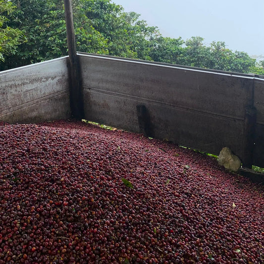 Honduras Pacas