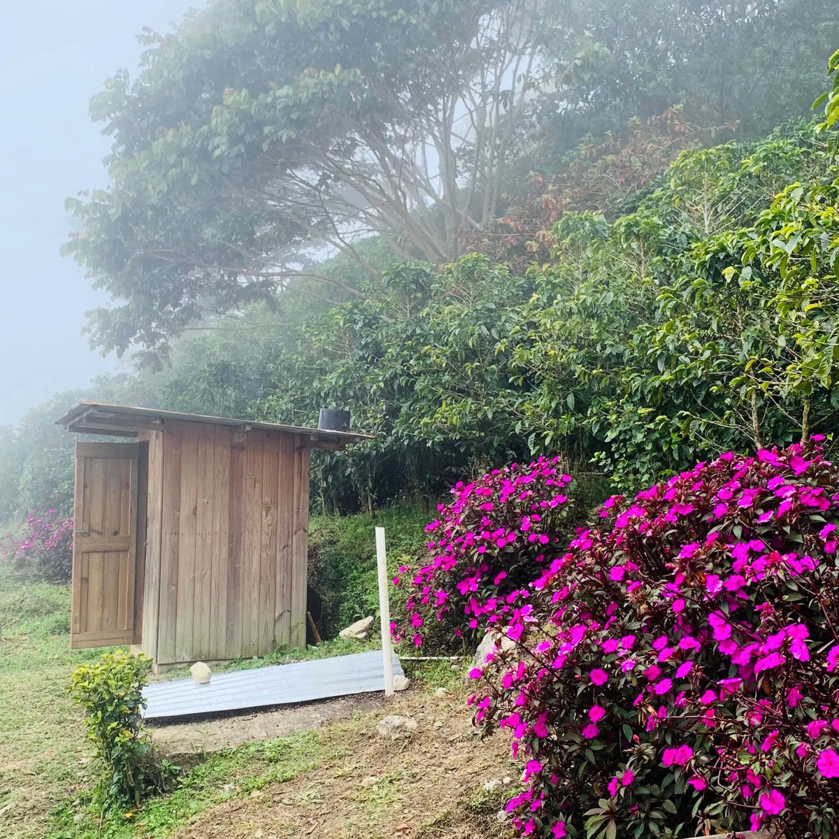Honduras Pacas