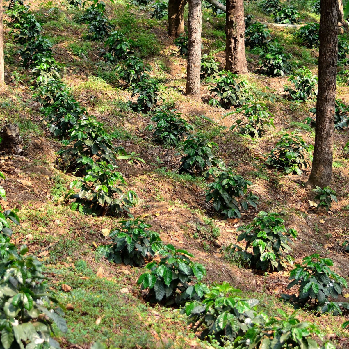 Guatemala Geisha Cloud Blossom – Washed