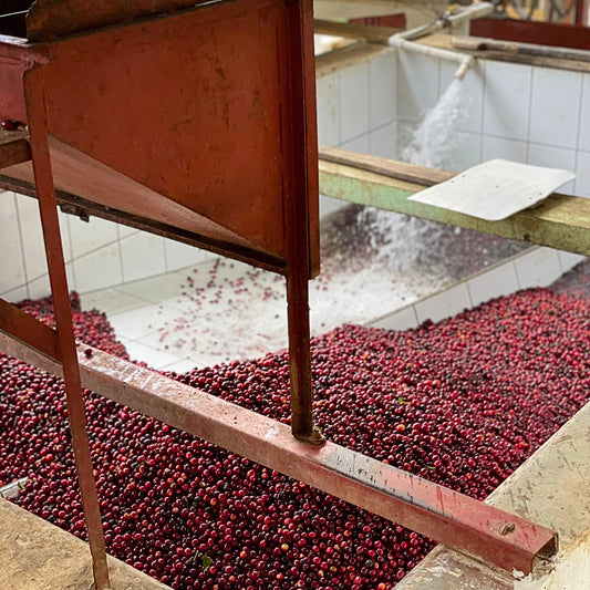 Guatemala Crimson Grape – Batian Washed | Vorbestellung November