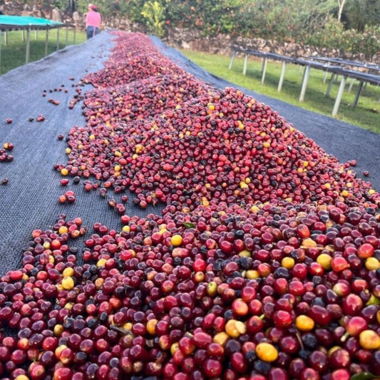 Panamá Geisha