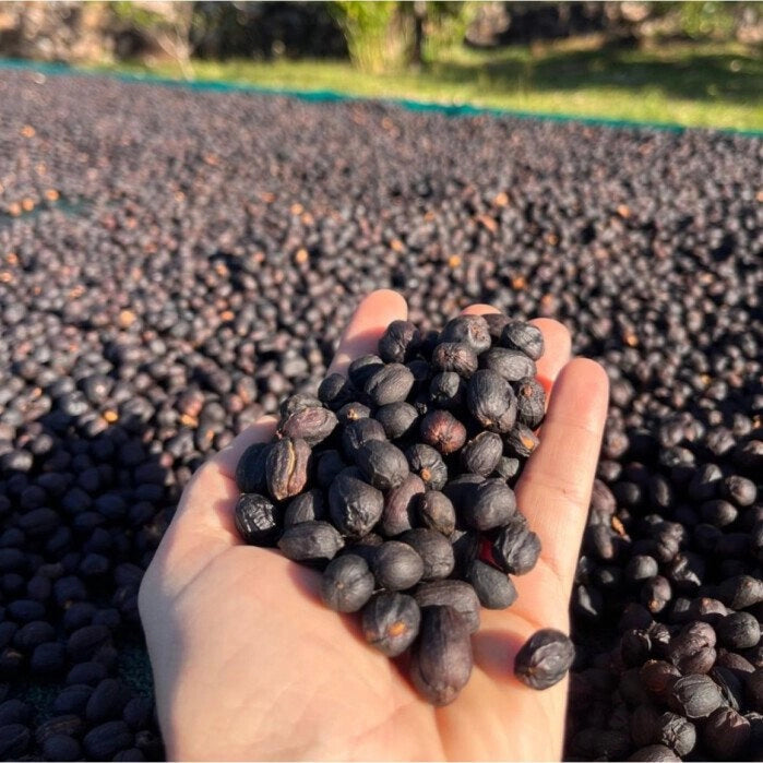 Panama Geisha