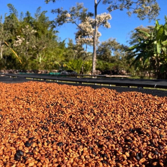 Panama Geisha