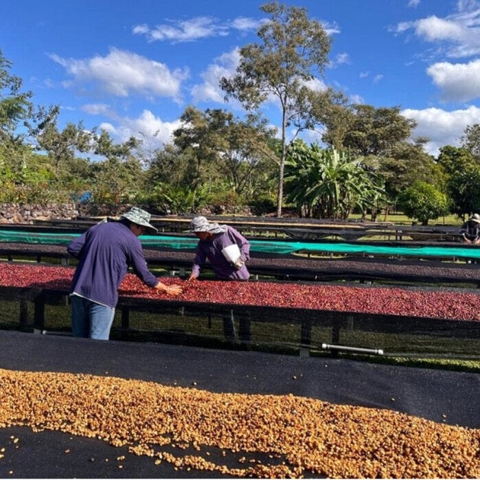 Panama Geisha
