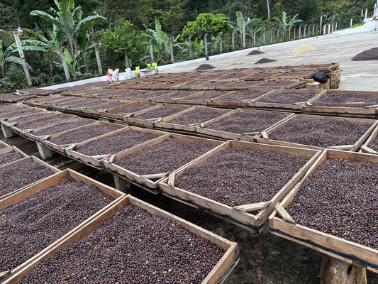 Guatemala Hamacas – Washed