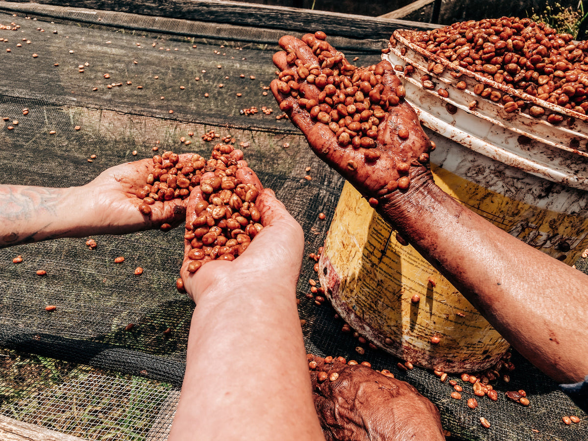 Tanzania Ruby Thyme – Geisha Washed | Preventa noviembre