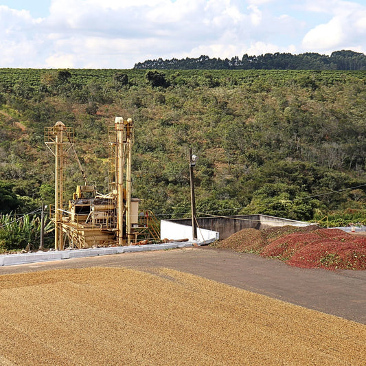 Brasil Yellow Bourbon - Natural