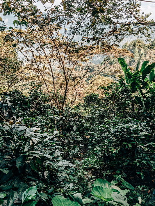 Mexiko Quetzal – Mountain Water Decaf