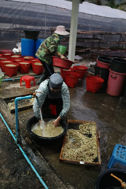 Thailand Doi Saket – Lactic Natural