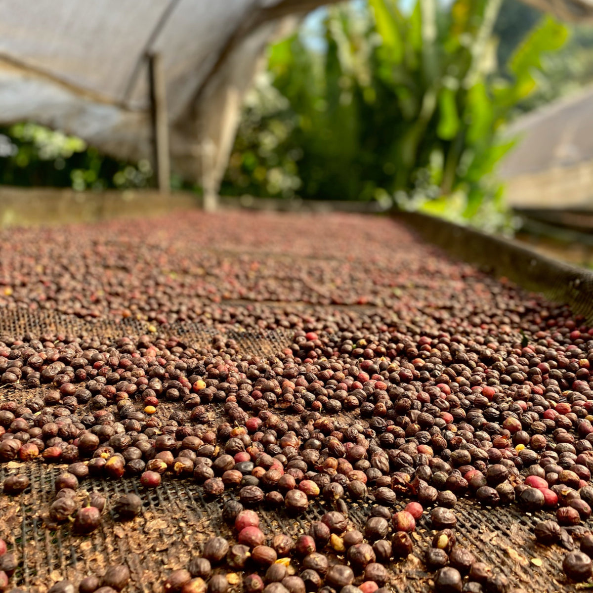 Costa Rica Honey Alchemy – Catuai Honey