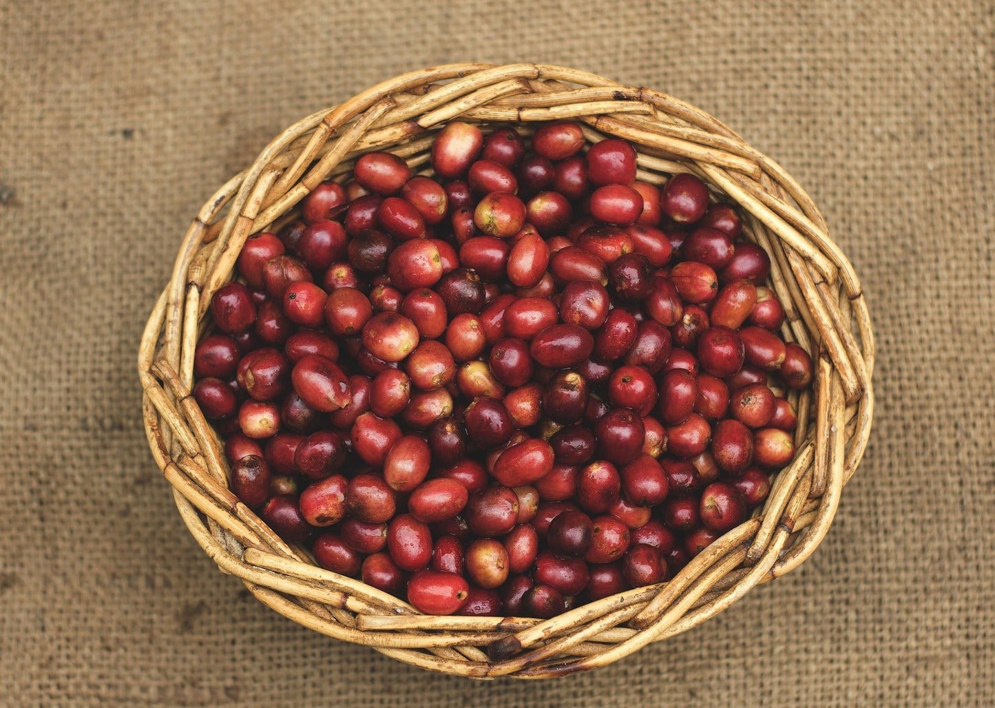 Orangutan Coffee