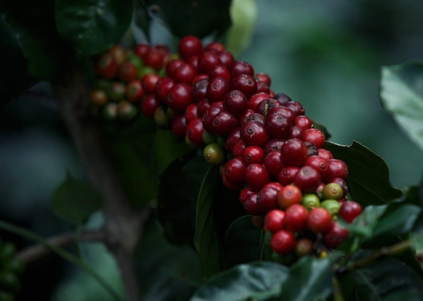 Orangutan Coffee