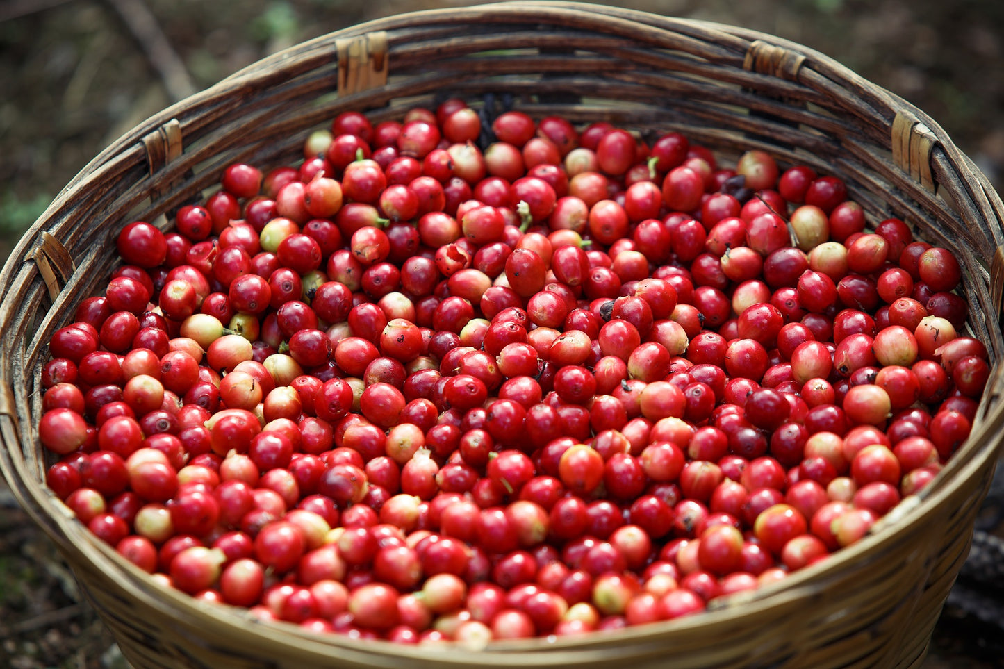 Äthiopien – Sidamo