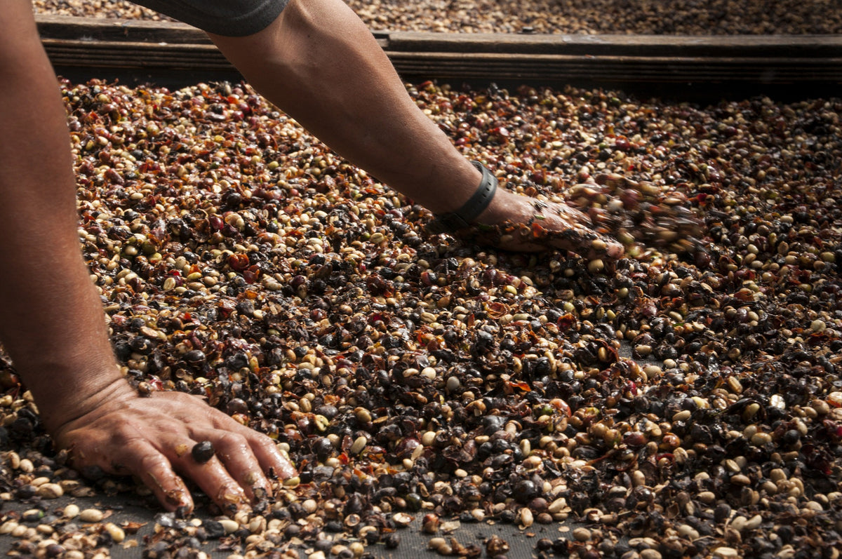 Brasil Orange Blossom – Yellow Bourbon Natural
