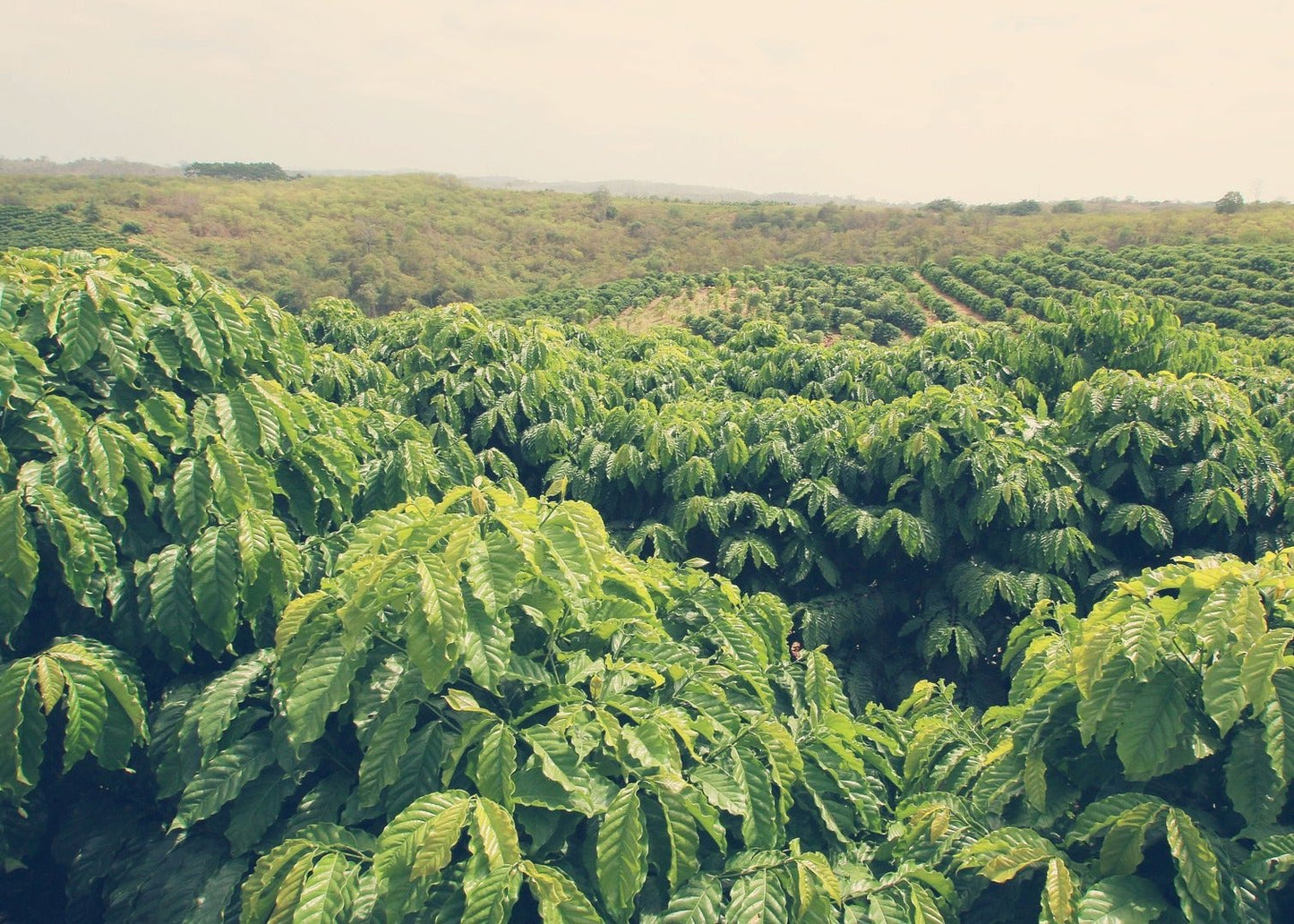 Peru SHG