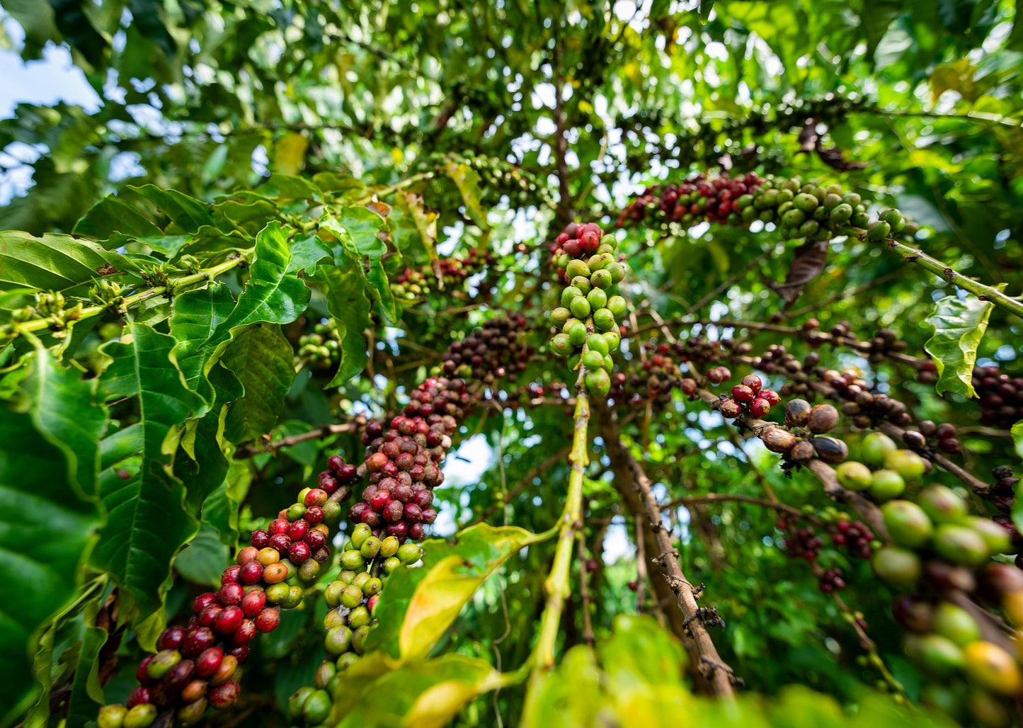 Nicaragua AAA