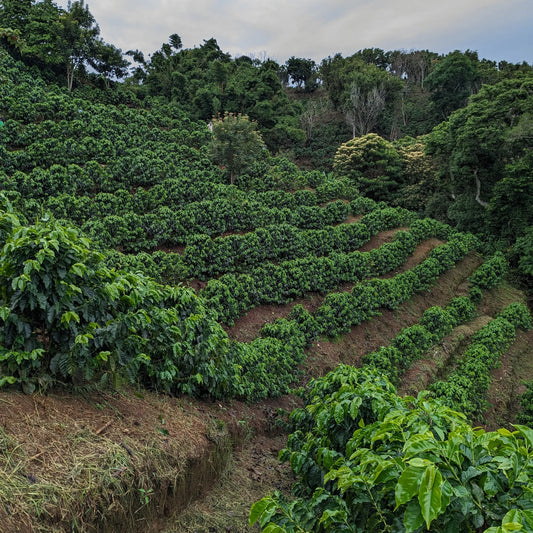 Costa Rica Catuai – Sealed Honey Fermentation
