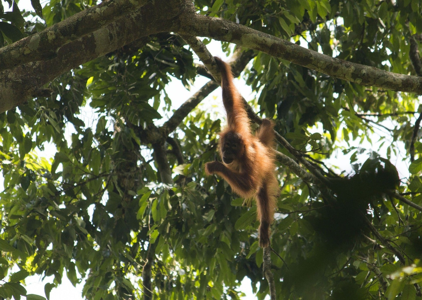 Orangutan Coffee