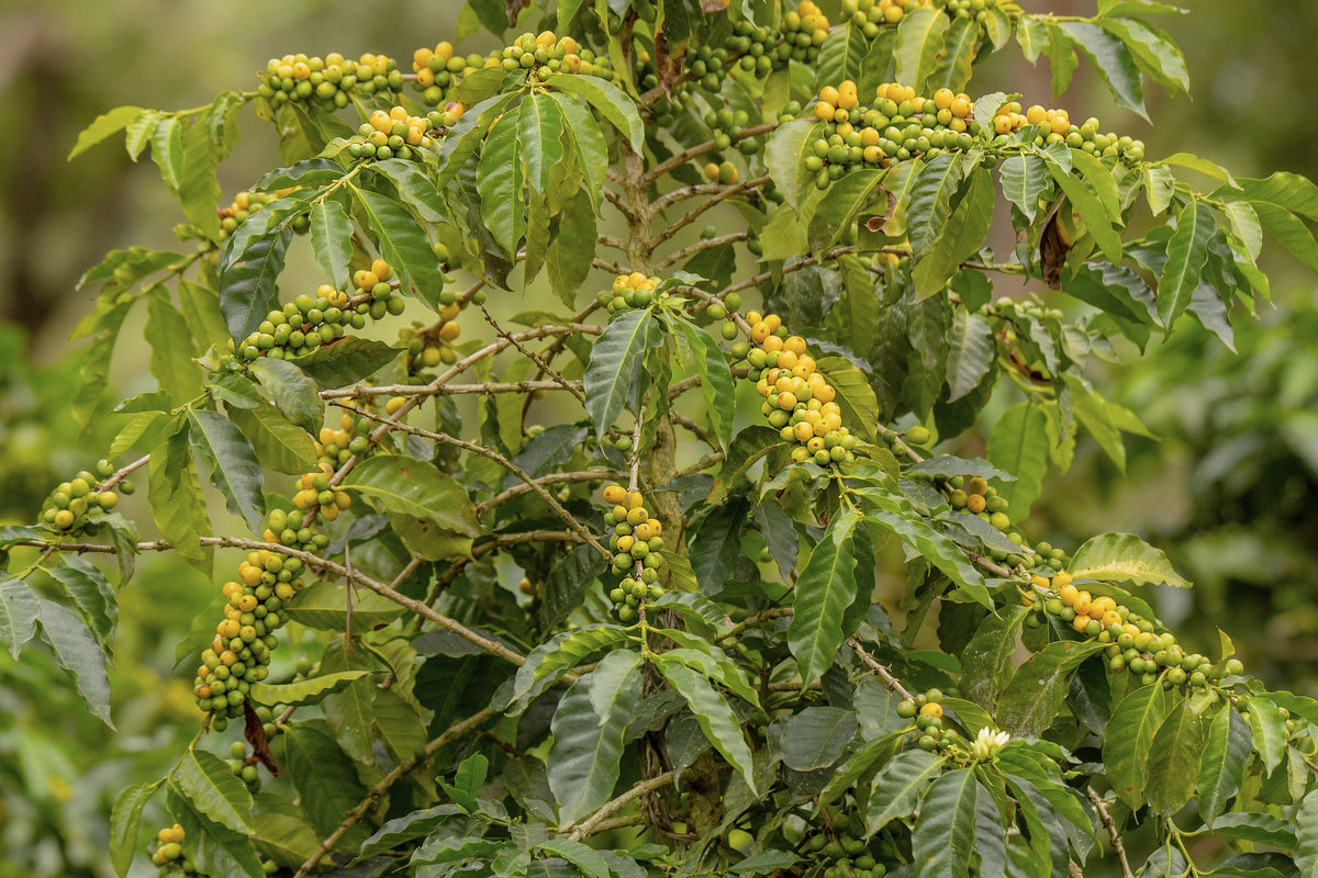 Brasil Orange Blossom – Yellow Bourbon Natural
