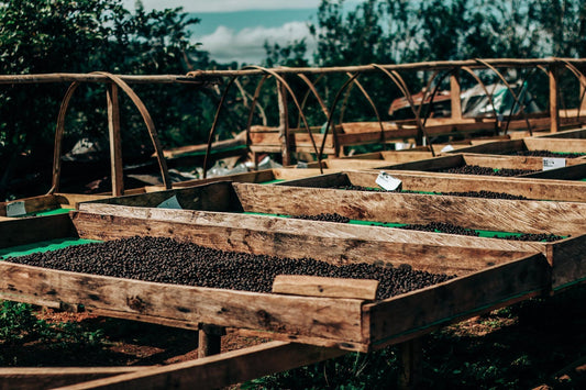 98% Monkey: café de especialidad, origen y tueste con carácter