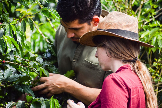 Entrevista con un Productor: Tras las Raíces del Café de Especialidad