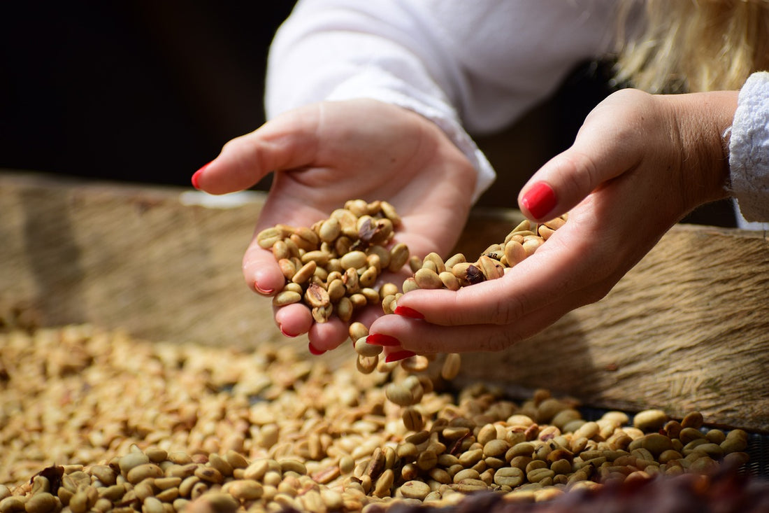 Innovaciones en el Procesamiento del Café: Avances Revolucionarios en la Industria Cafetalera
