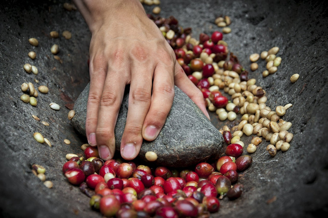 Explorando el Café de Sumatra: Historia y Sabores