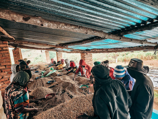 Rwanda Rwamatamu Red Bourbon Peaberry – Washed