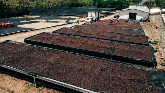 Nicaragua Martha Alvir Red Catuai – Anaerobic Natural