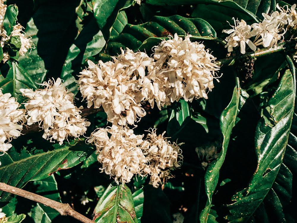 Vietnam Robusta – Wet Polished