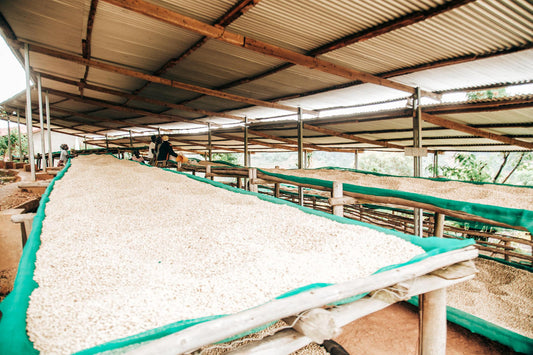 Burundi Ruronge Hill Red Bourbon – Washed