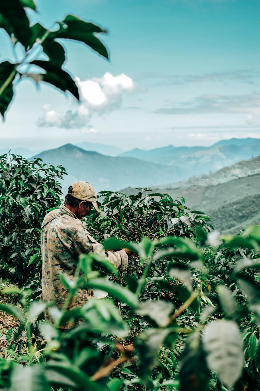Ecuador Loja & Pichincha – Washed & Honey Blend