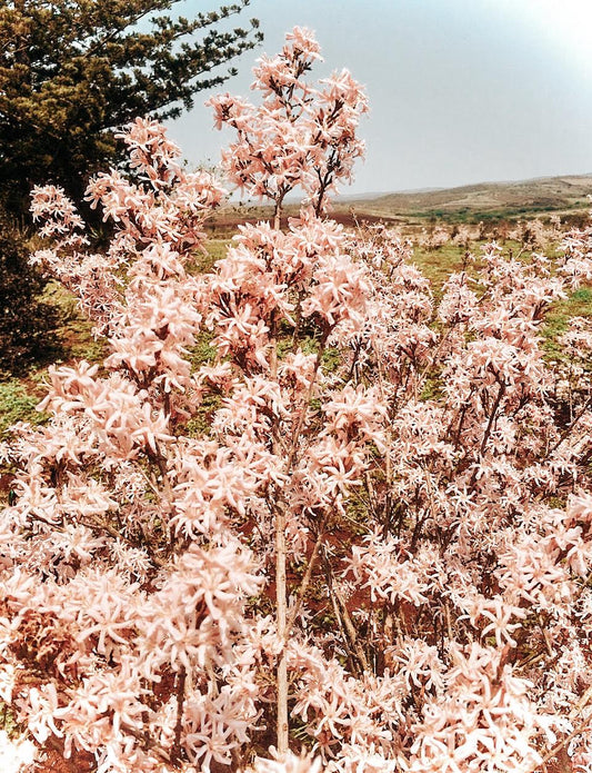 Südafrika Racemosa – Washed