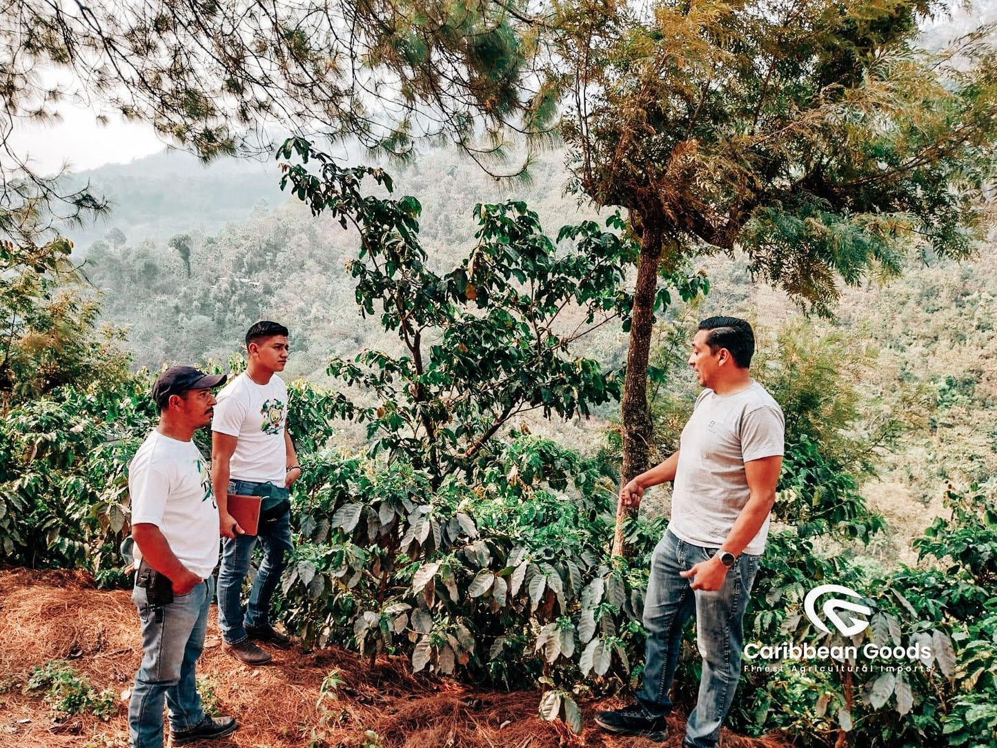 Guatemala Hunchouen – Washed