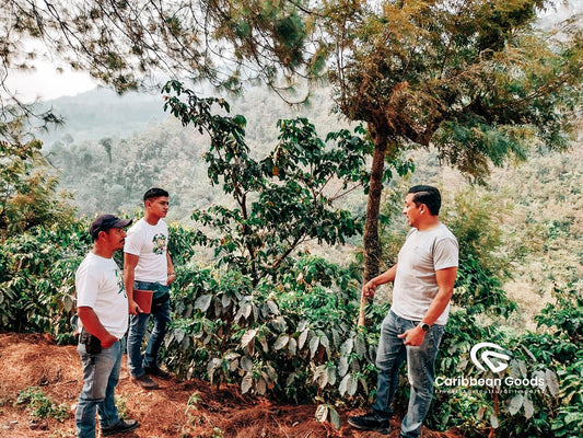 Guatemala Hunchouen – Washed