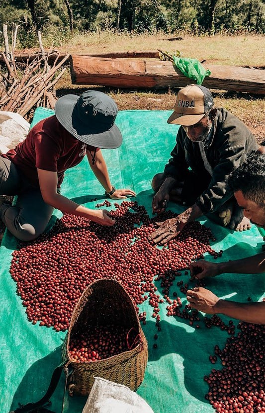 Timor Oriental Eratoi